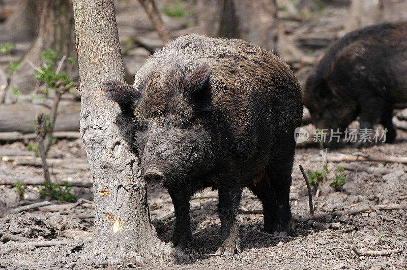 野猪(Sus scrofa)